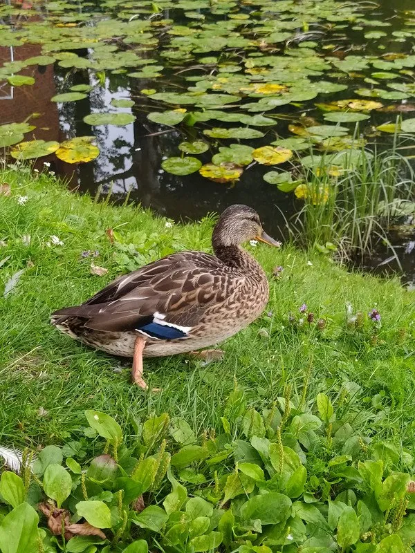 Duck watching the Royal Palace