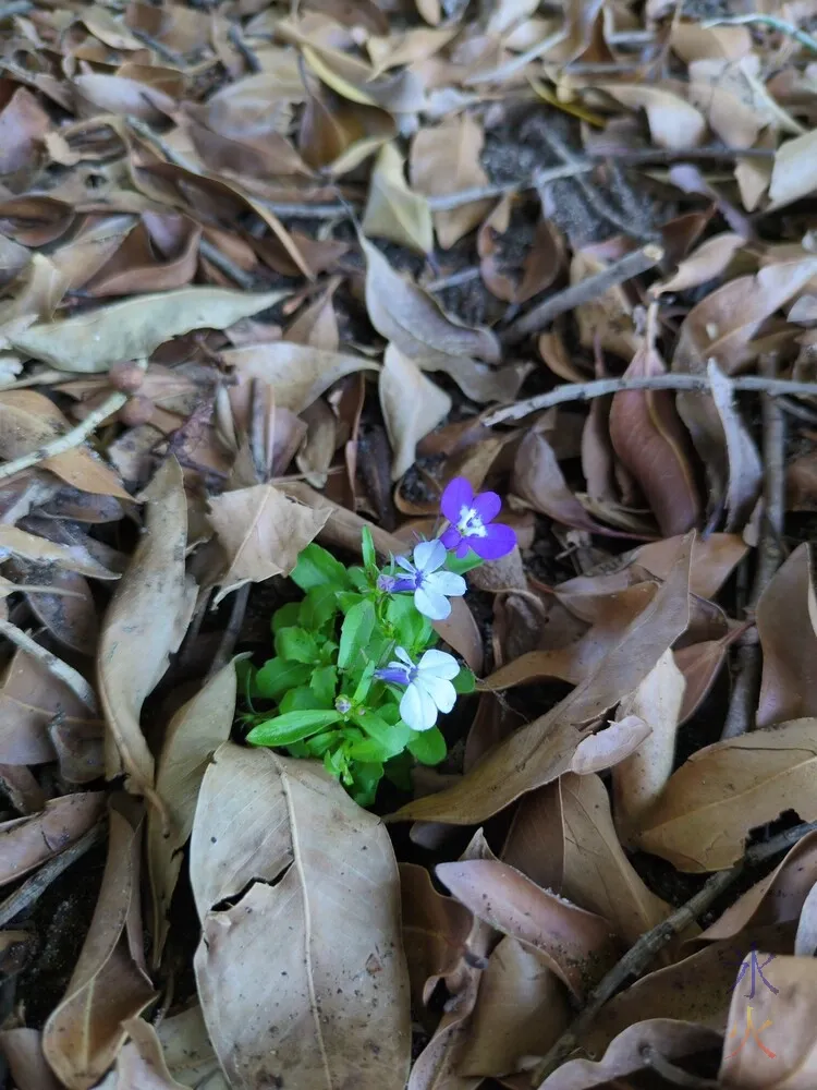 closeup of newly transplanted lobelia
