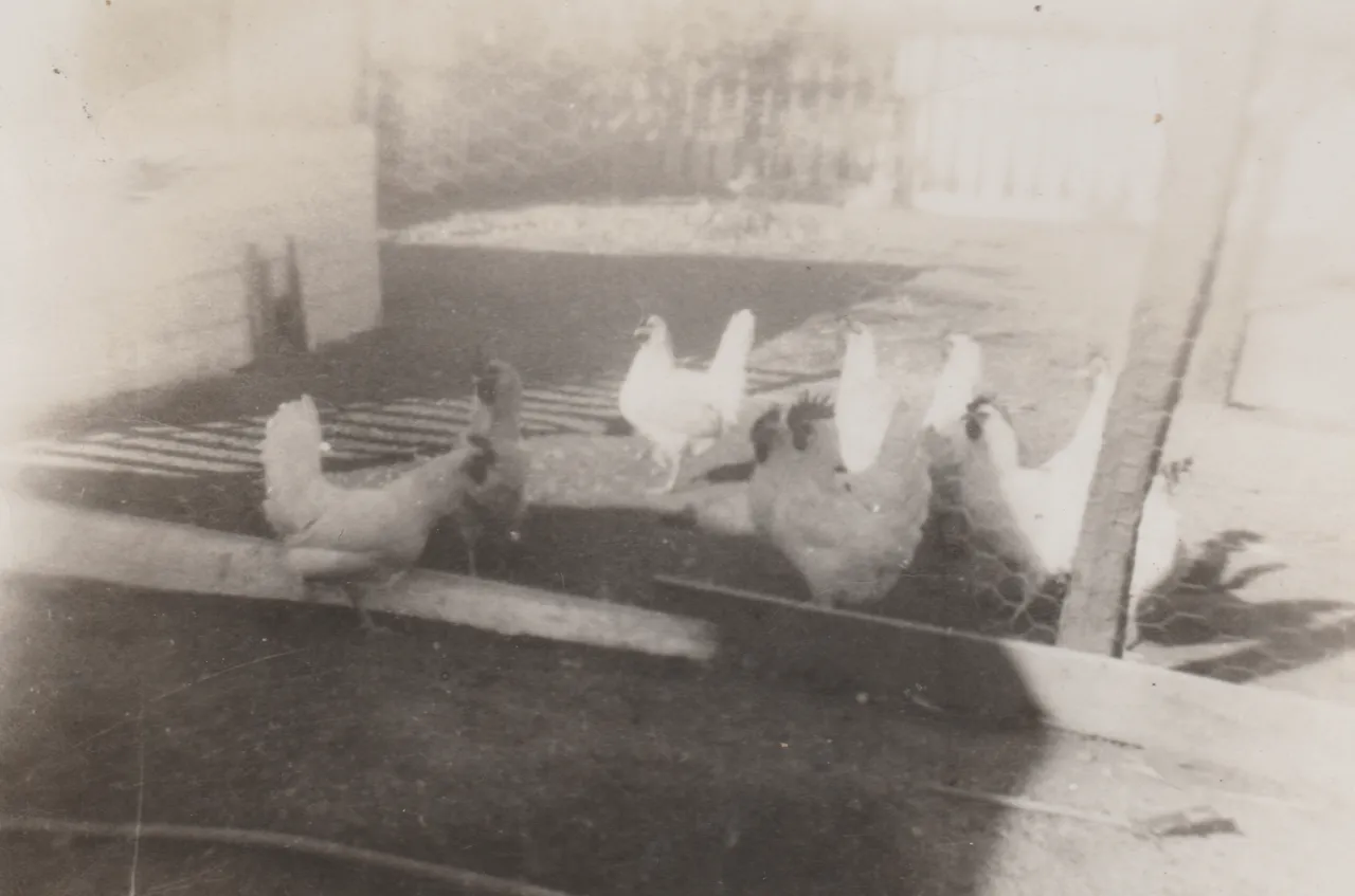 1950's maybe of like chickens at Don's family's place maybe or I don't know when or where or what 332A.jpg
