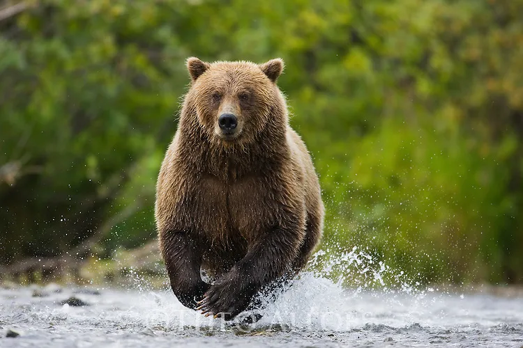 running bear