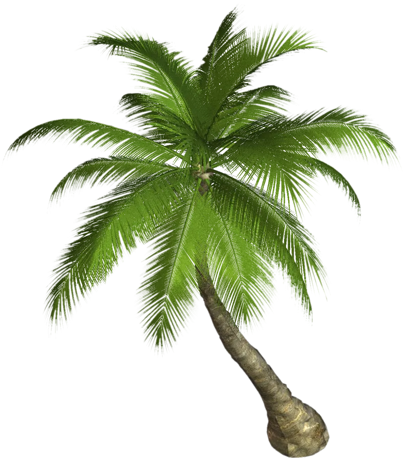 Palm Tree  800x908.png