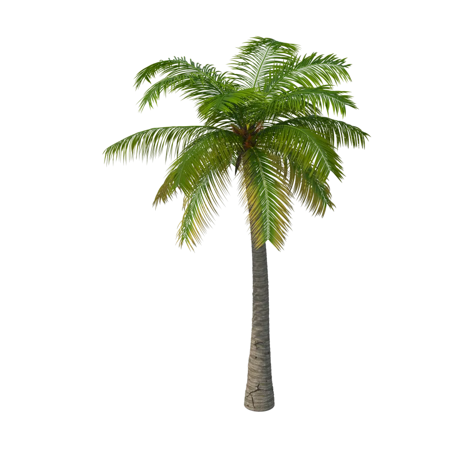 Palm Tree  960x960.png