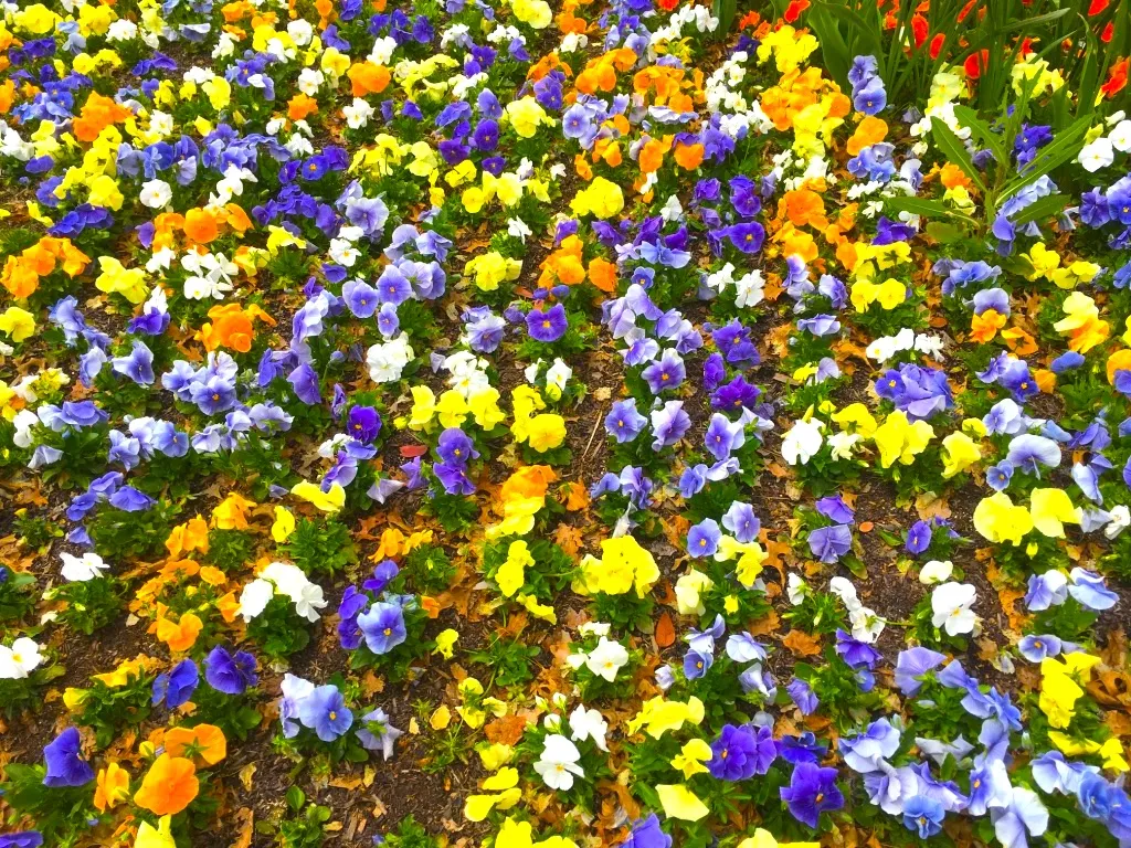 happy flowers.jpg