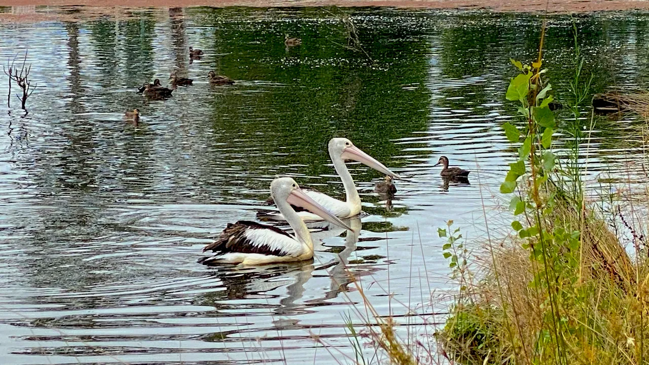 PAIR PELICANS.png