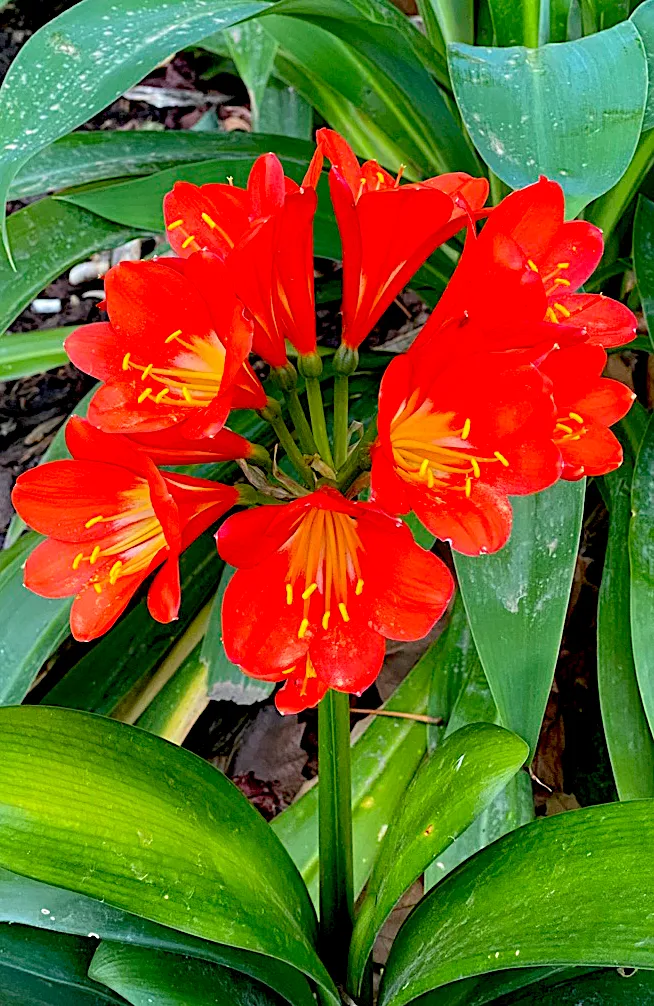 orange flower.png