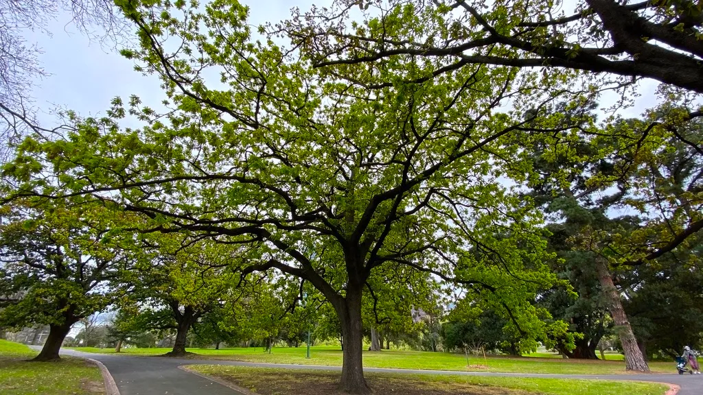 tree of life.jpg