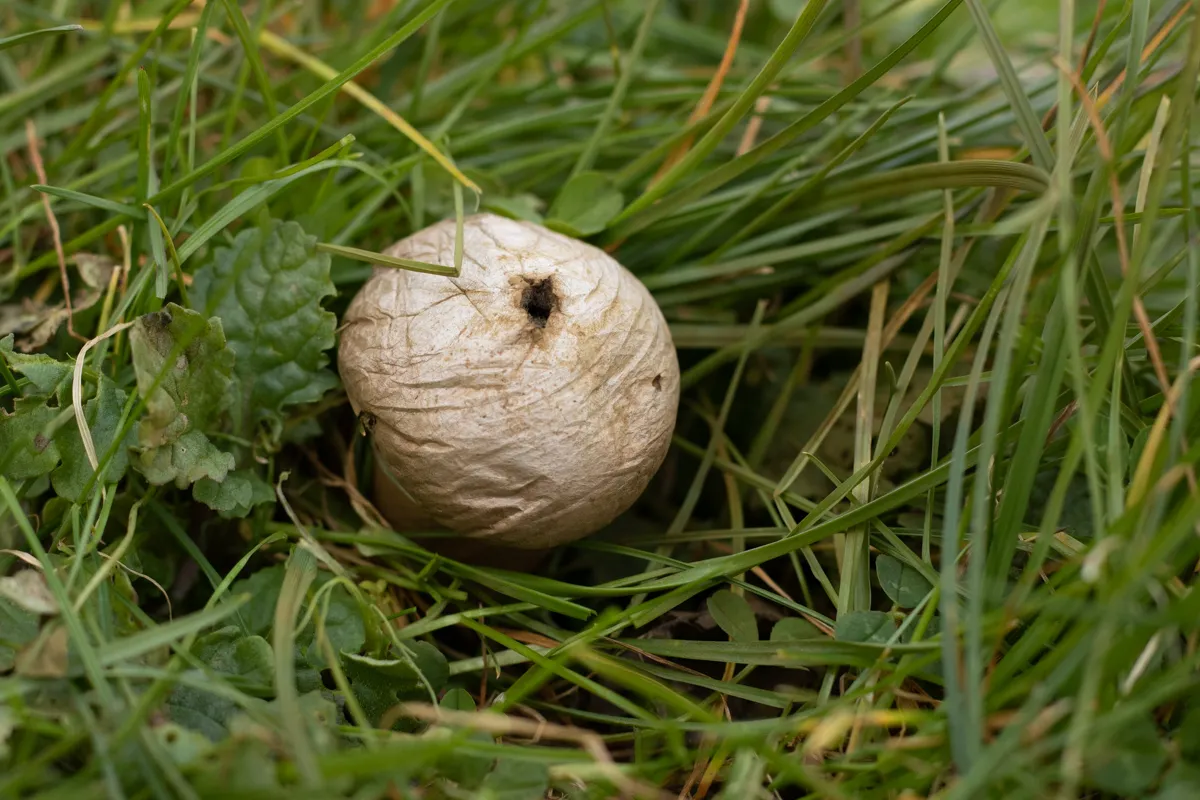 Common Puffbal7307.jpg