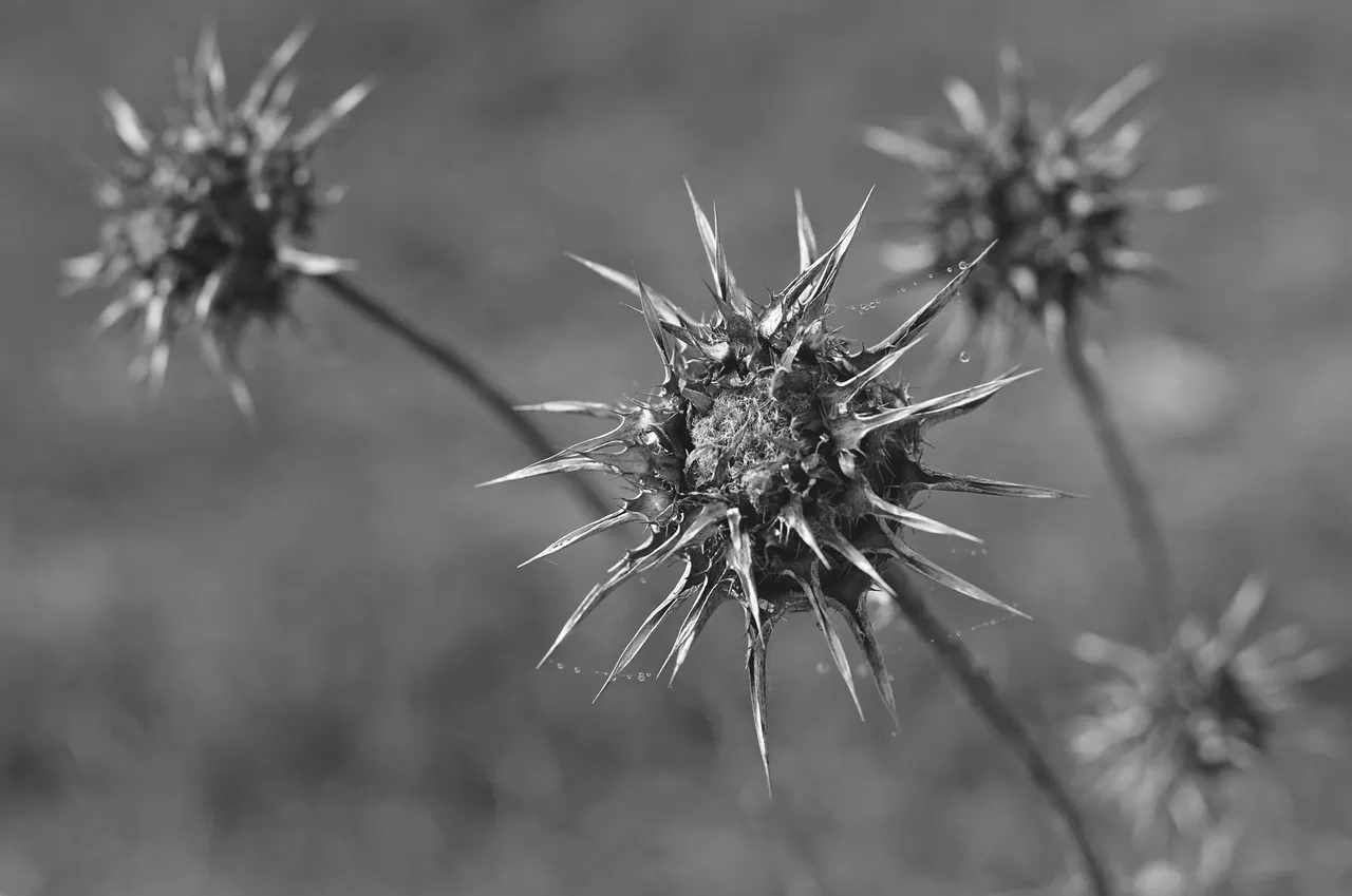 thistle drystuff bw 1.jpg