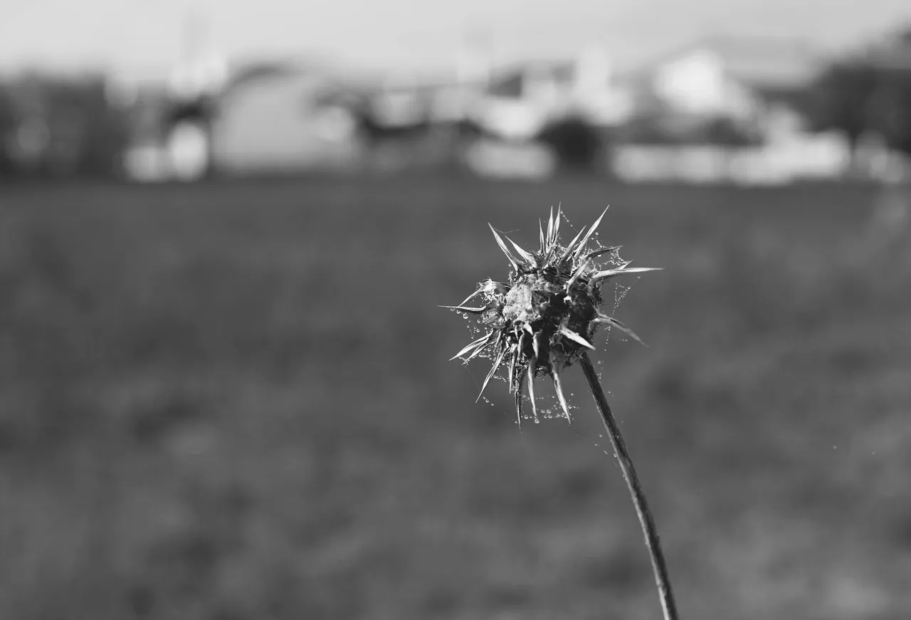 thistle drystuff bw 3.jpg