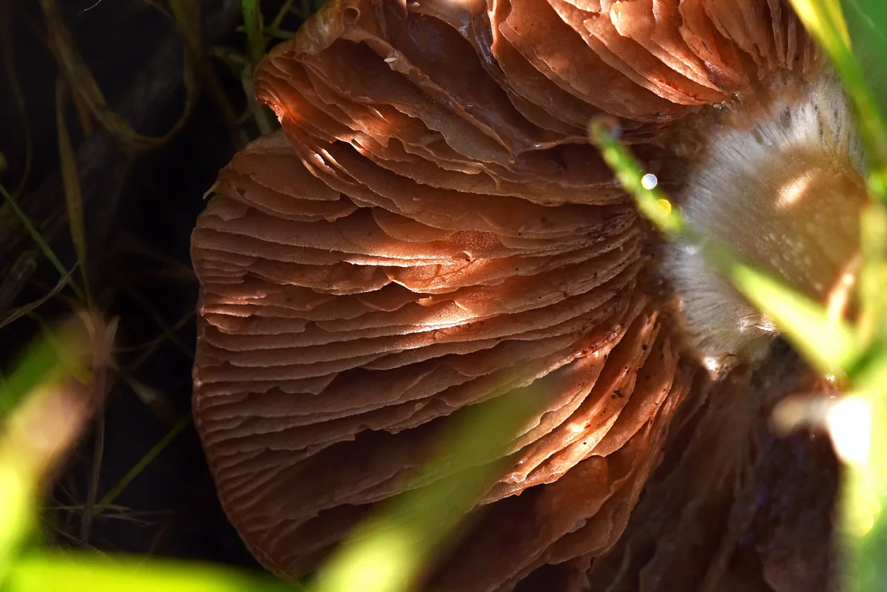 large mushroom park 4.jpg