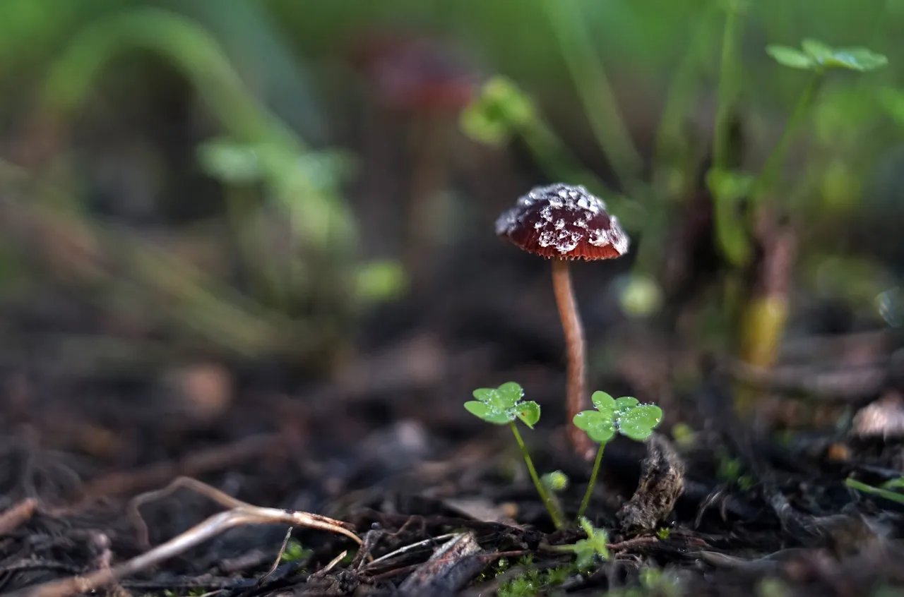 small mushroom park 5.jpg