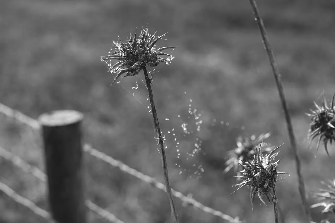 thistle drystuff bw 2.jpg