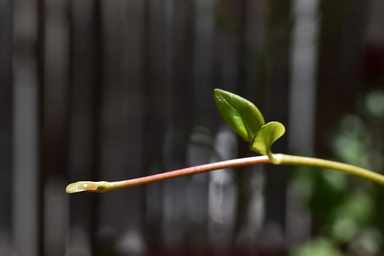 periwinkle growing tip.jpg