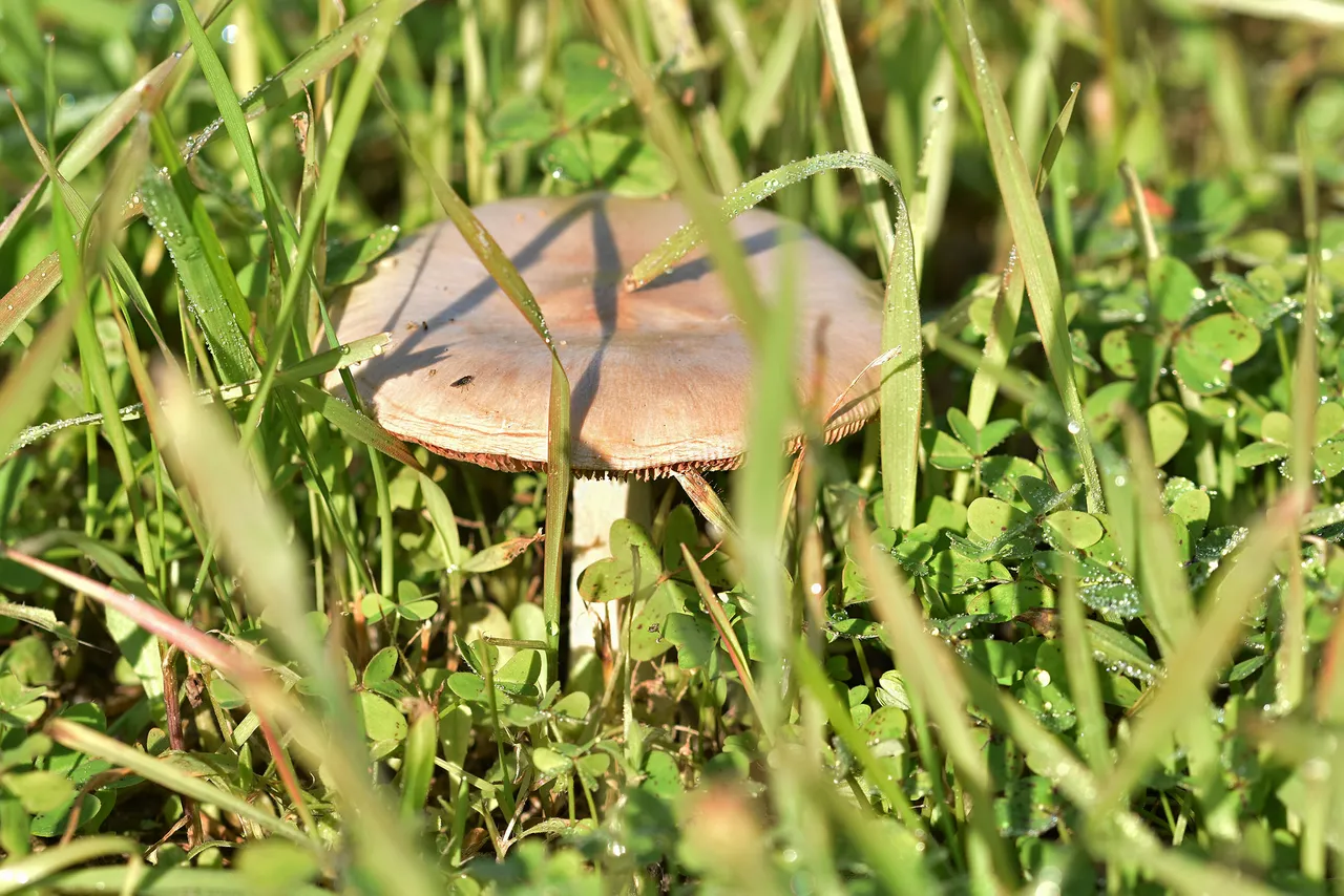 large mushroom park 5.jpg