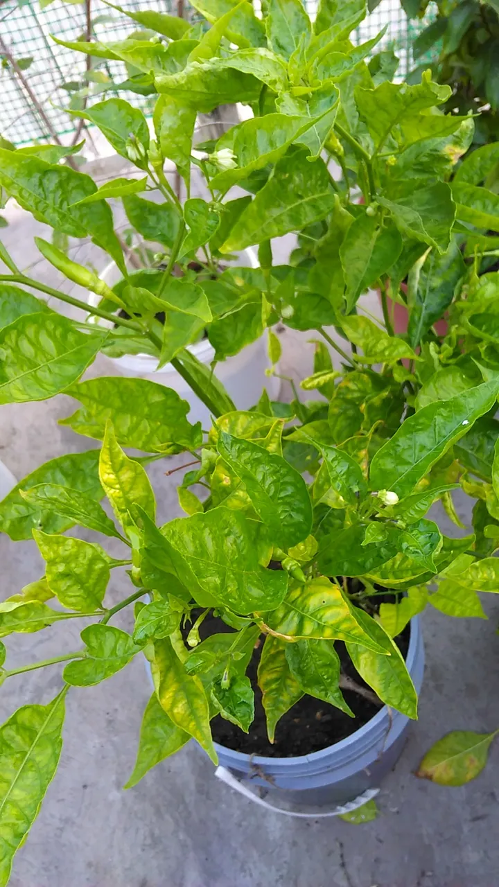 WP_20210112_07_06_21_Pro.jpg