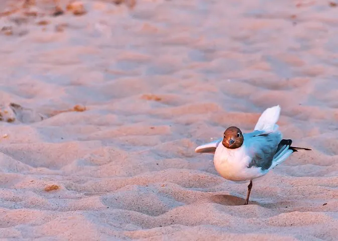 seagull4492499__480.jpg