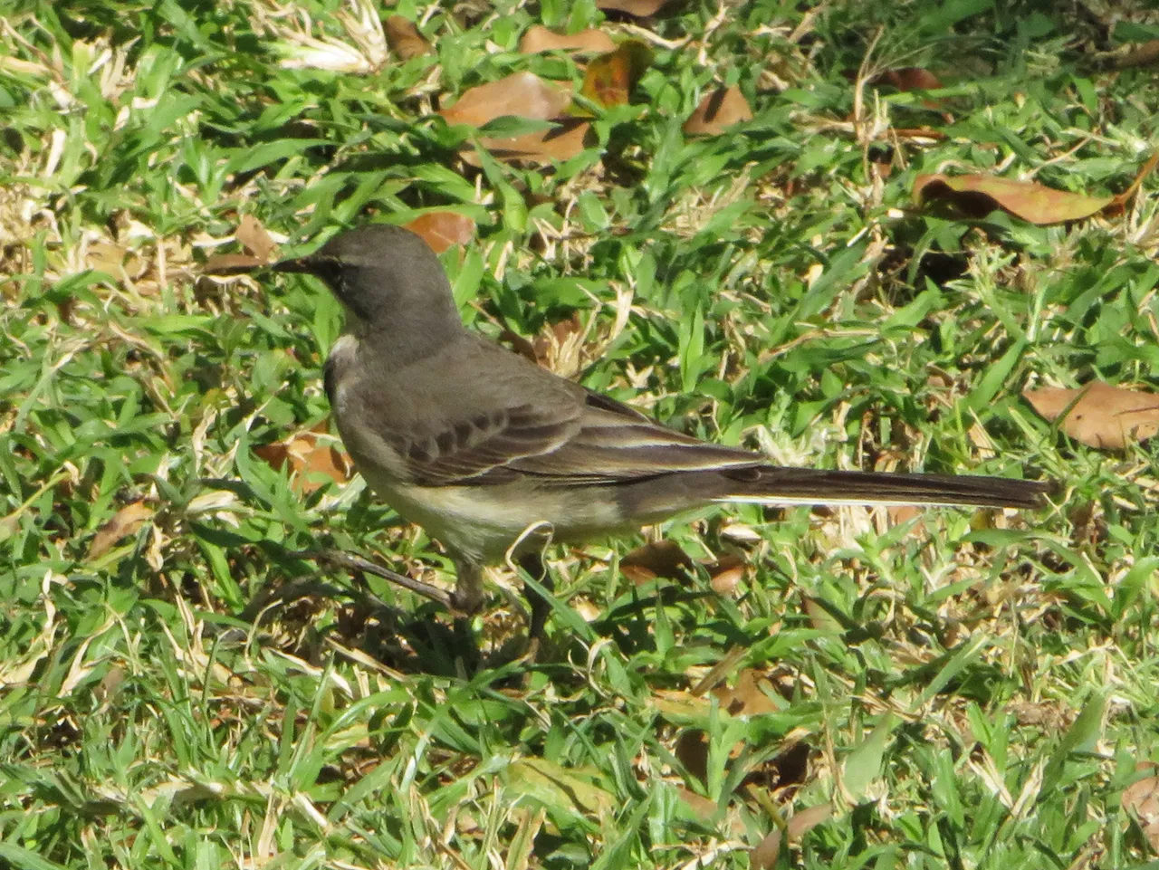 9122Cape Wagtail.JPG