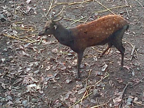 phspotteddeer_1.jpg