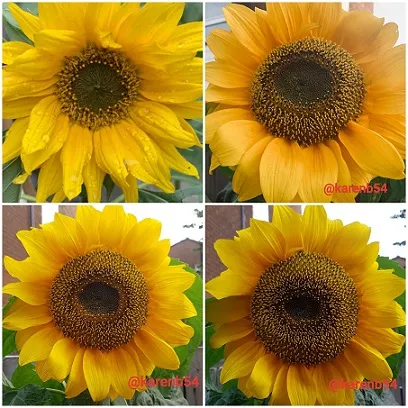 Sunflower sept 2020.jpg