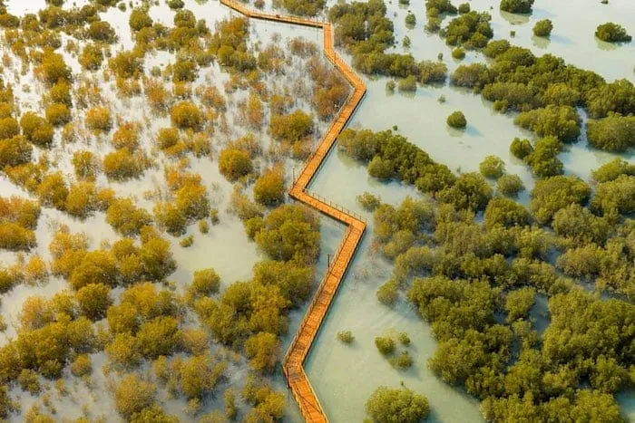 mangrovewalkjubail.jpg