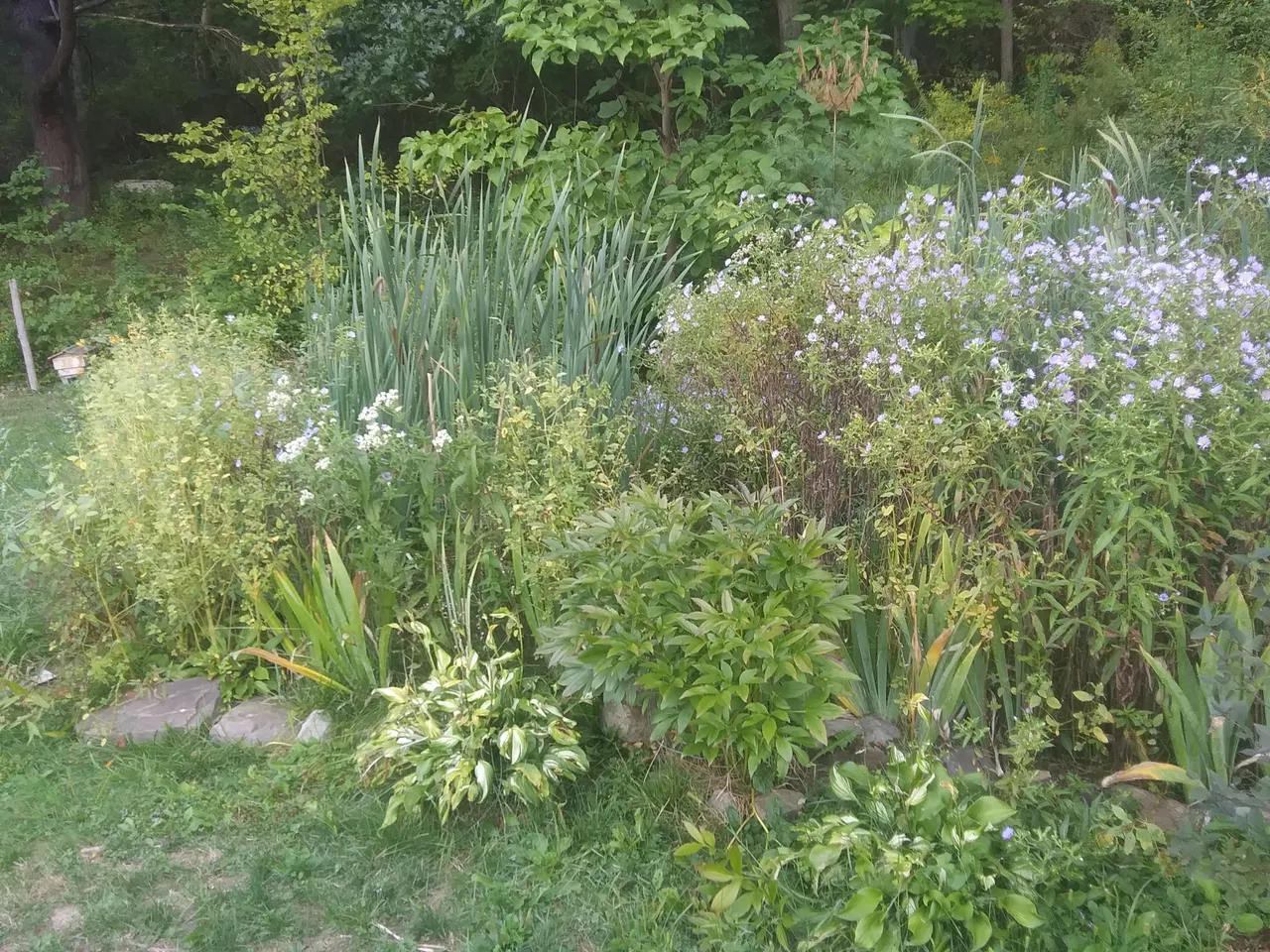 20200911_175606_HDR.jpg