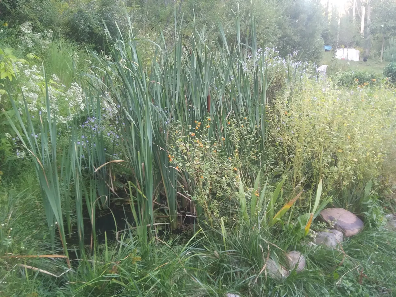 20200911_175526_HDR.jpg