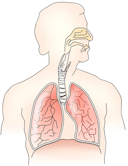 anatomy145696_640.png