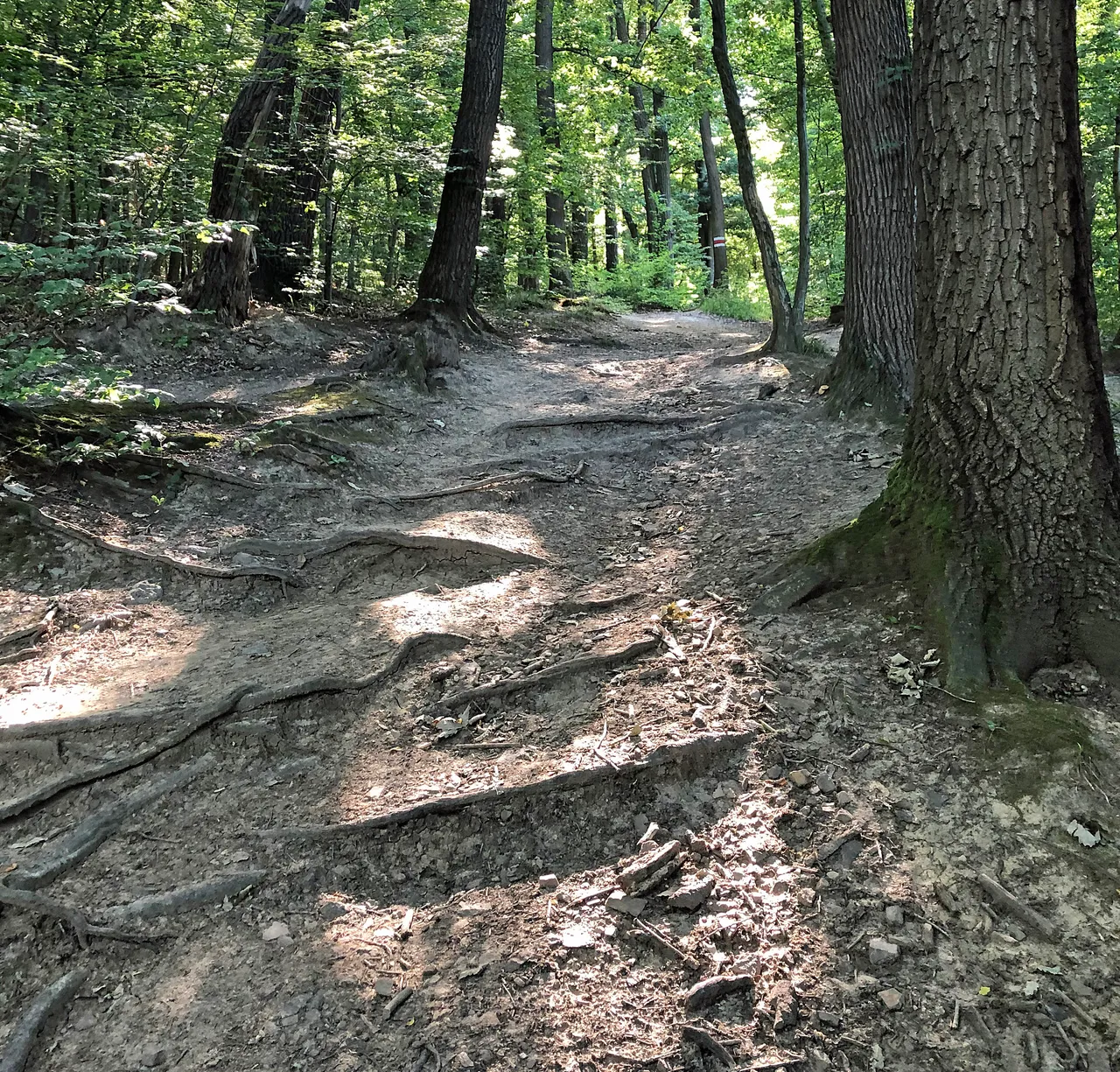 trailrunning 1.jpg