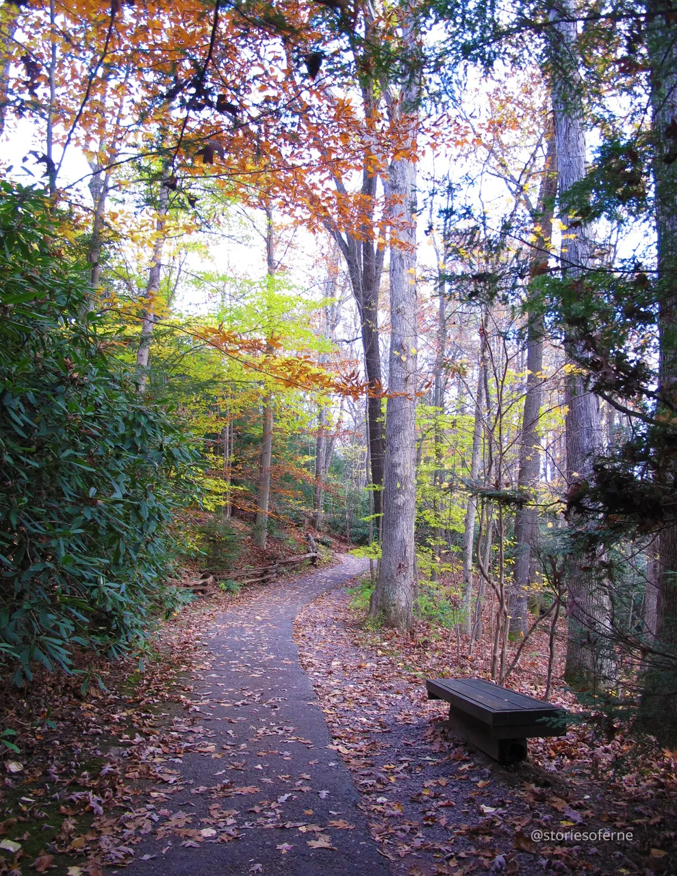 FALLINGWATER 34.jpg