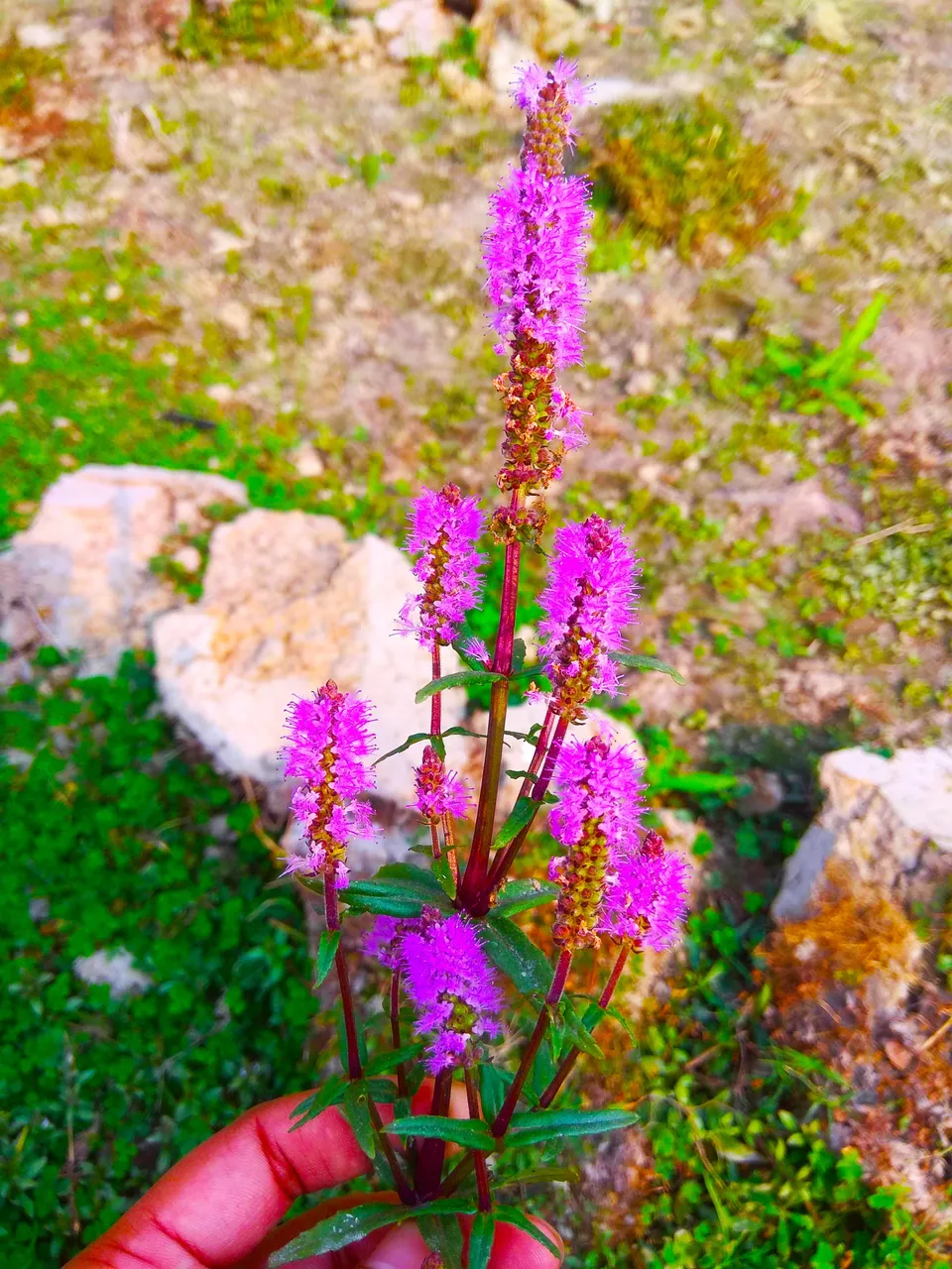 IMG_20201205_170921.jpg
