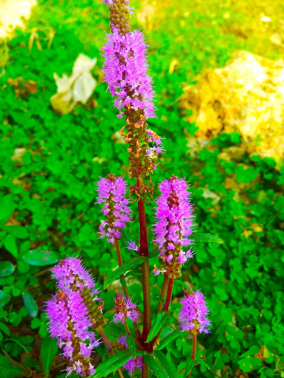 IMG_20201205_170534.jpg