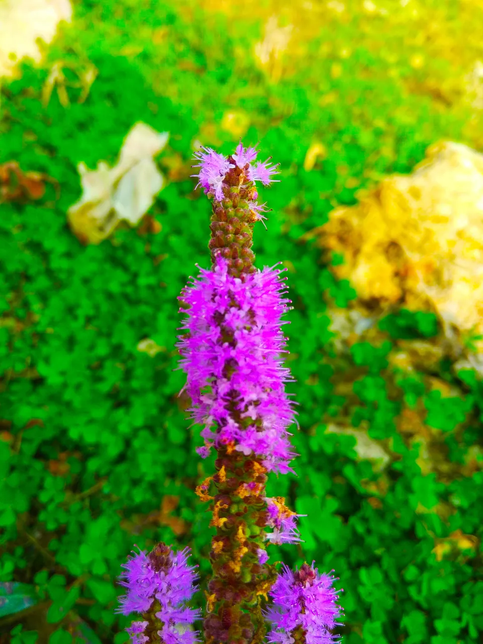 IMG_20201205_170628.jpg