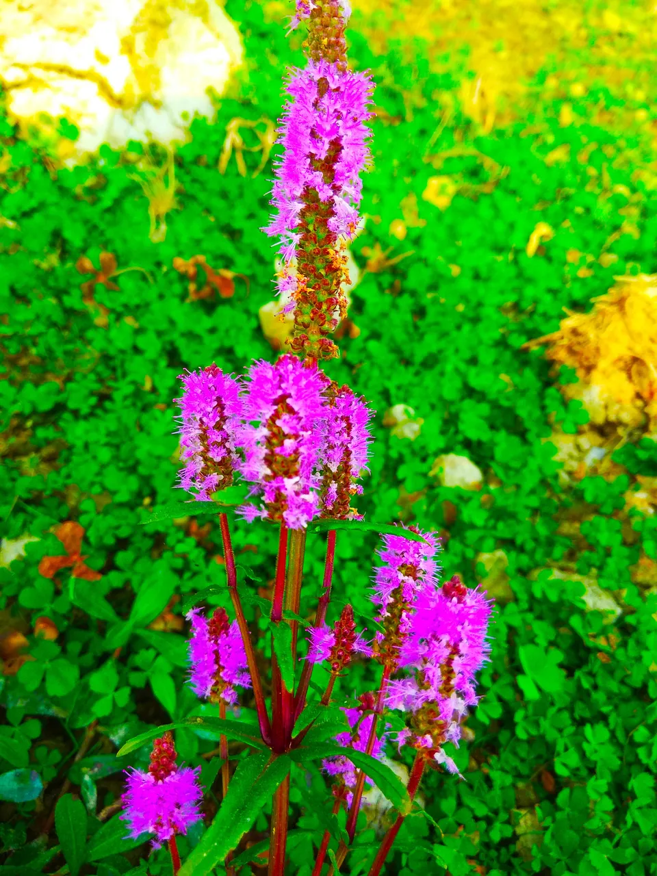 IMG_20201205_170952.jpg