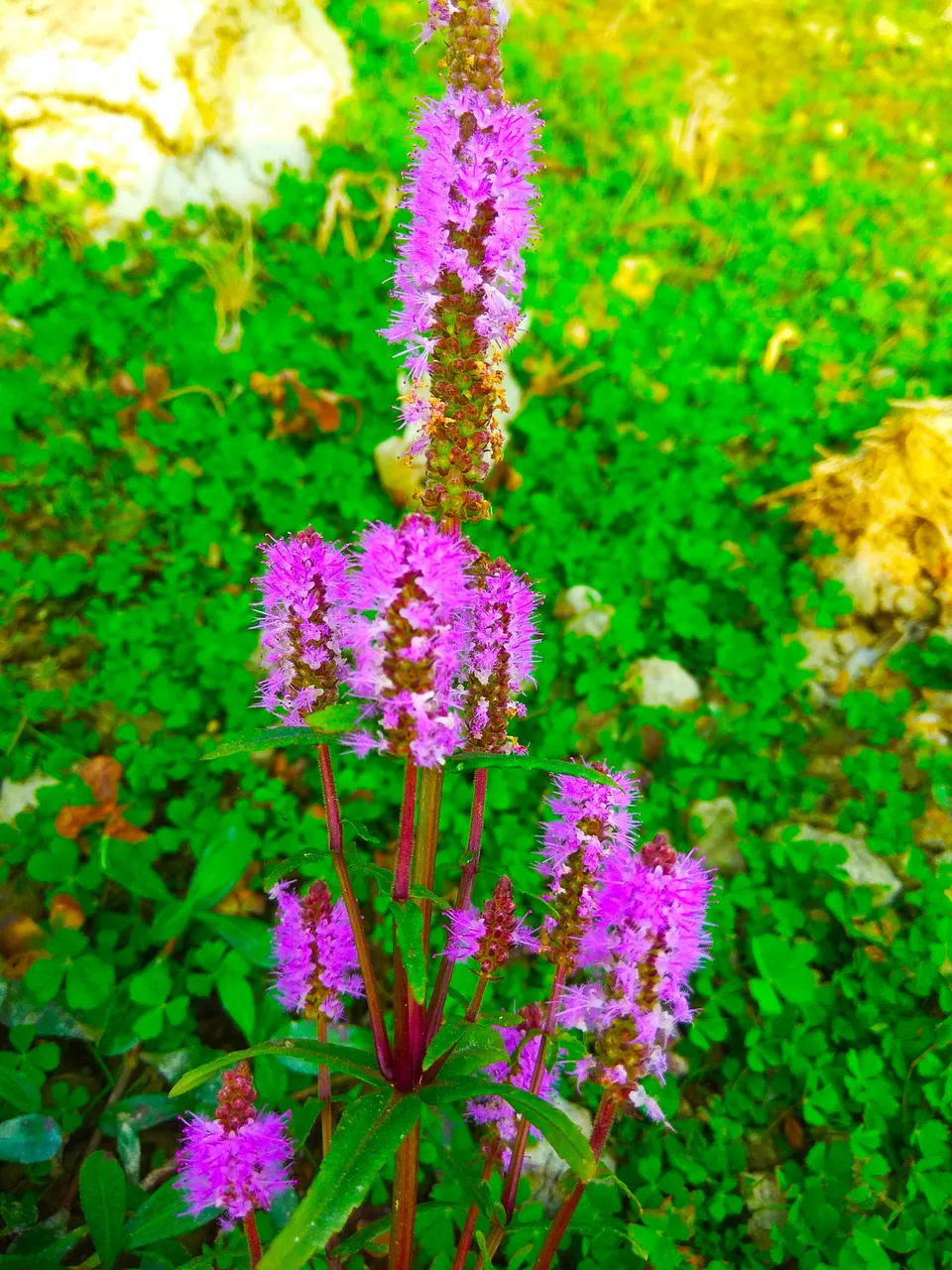 IMG_20201205_171022.jpg
