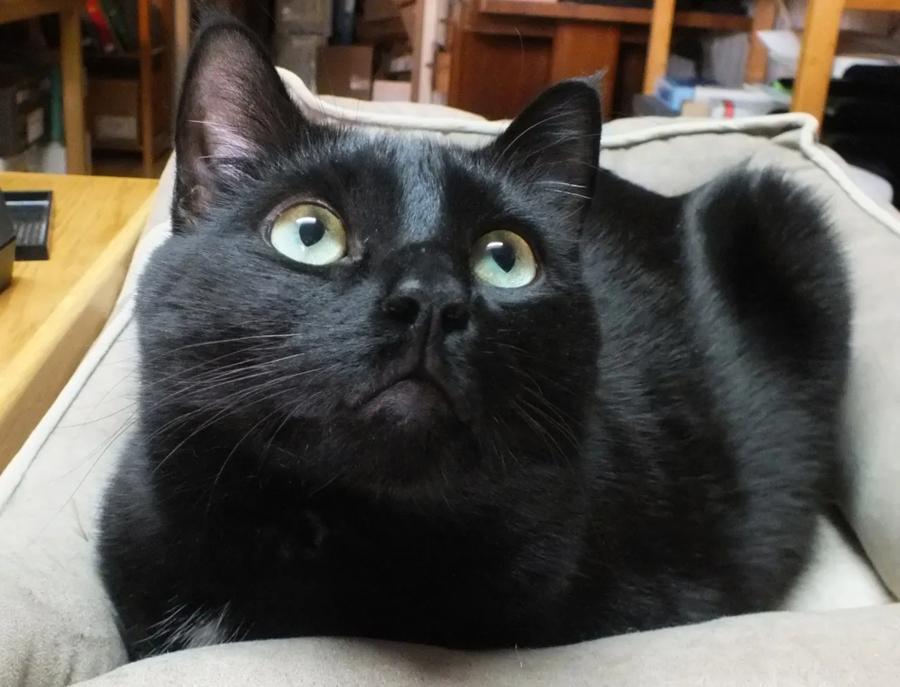 CC0040LookingUp.jpg