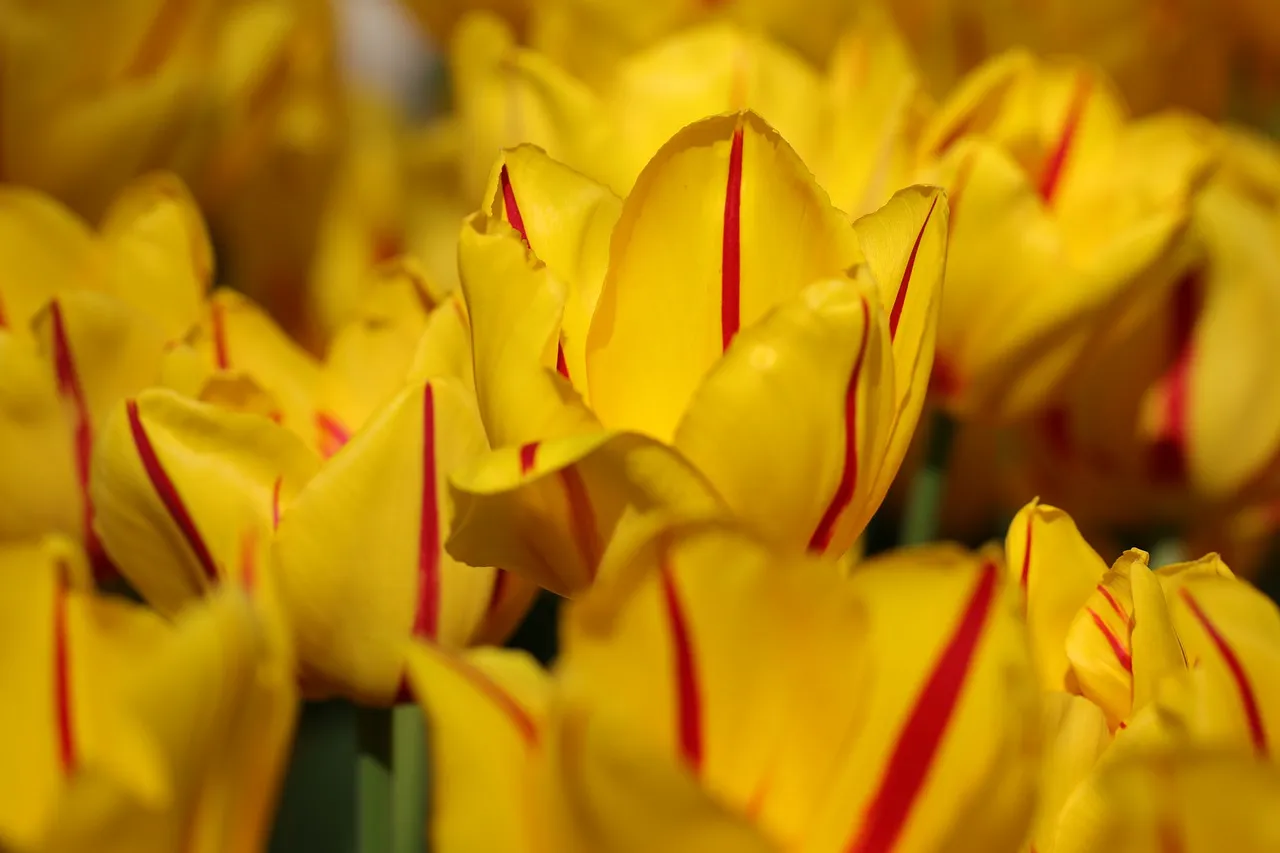 tulips5098994_1280.jpg