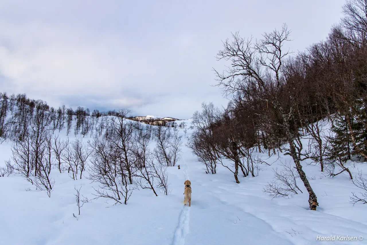 Nygårdsfjellet3.jpg