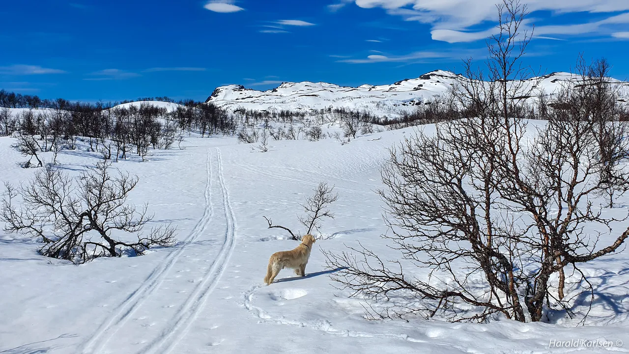 Nygårdsfjellet3.jpg