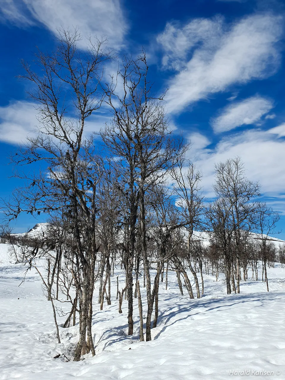 Nygårdsfjellet4.jpg