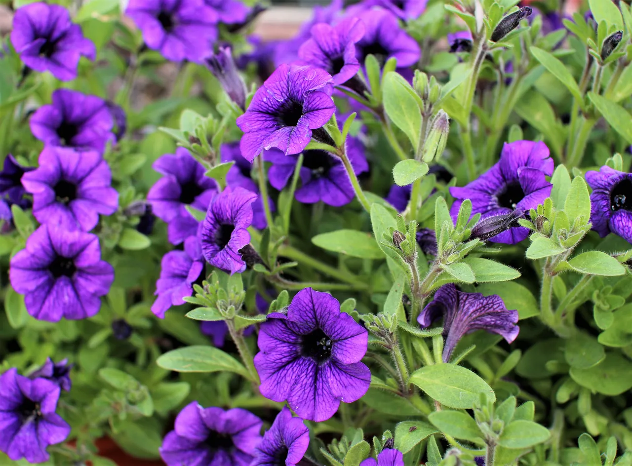 purple pertunias.jpg