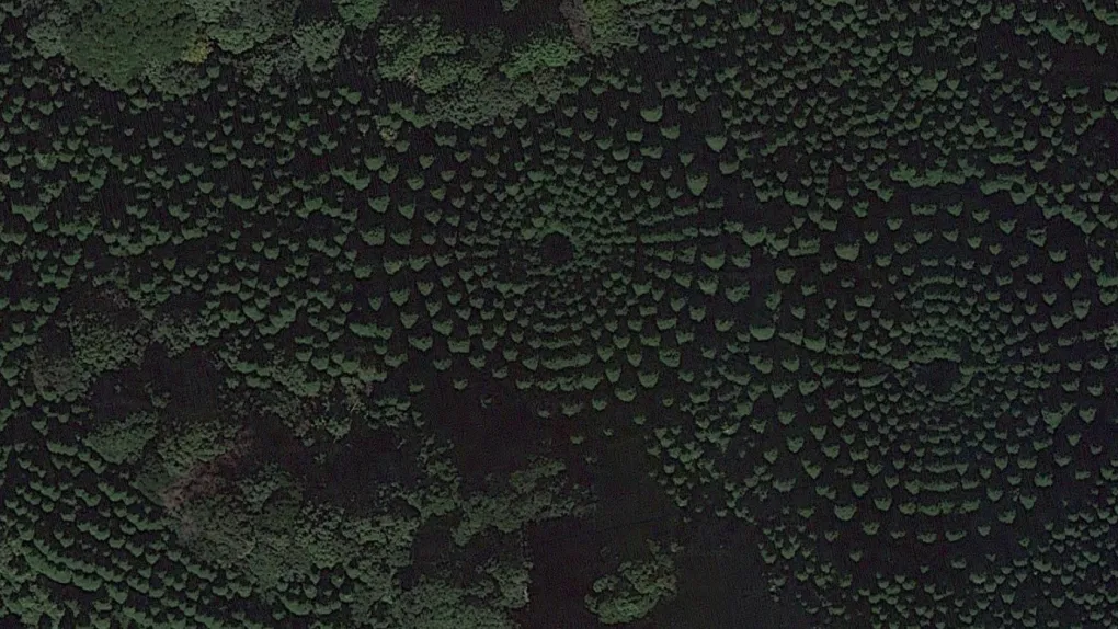 treecropcirlces.png