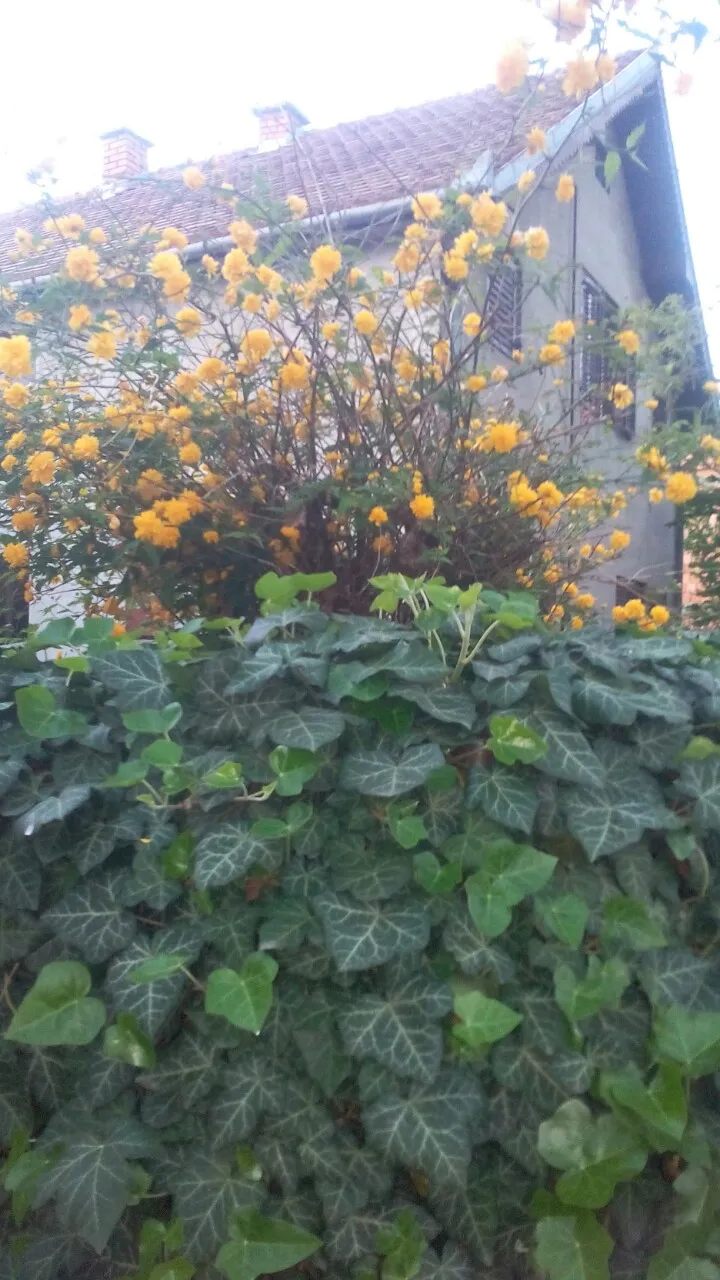IMG20190418WA0016.jpg