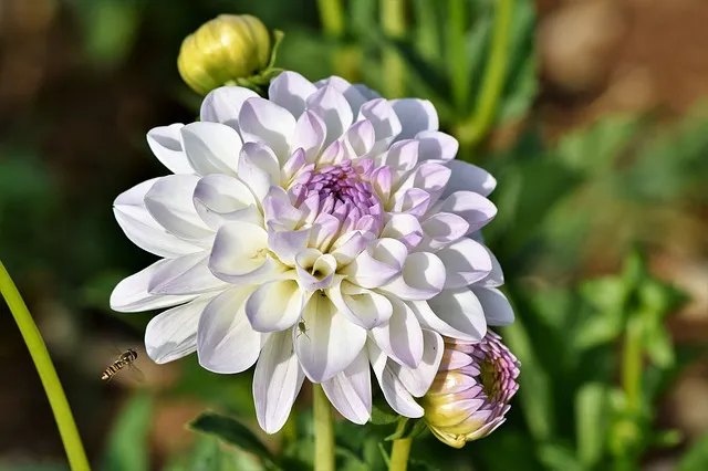 dahlia3530185_640.jpg