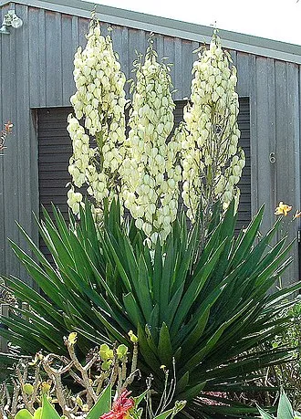 https://en.wikipedia.org/wiki/Yucca#/media/File:Yucca_filamentosa.jpg