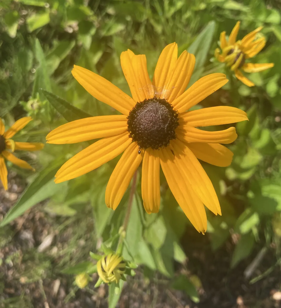 Black-eyed Susan