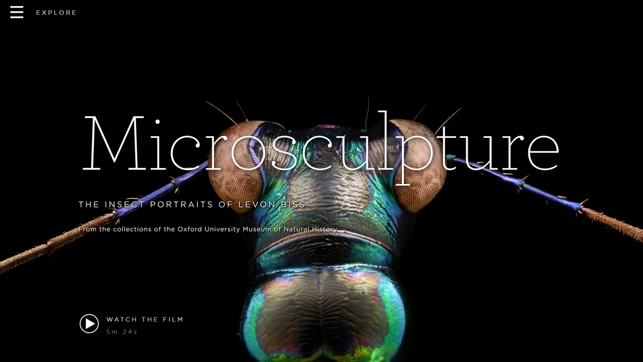 Amazing Microscope Pictures of Insects by Levon Bliss