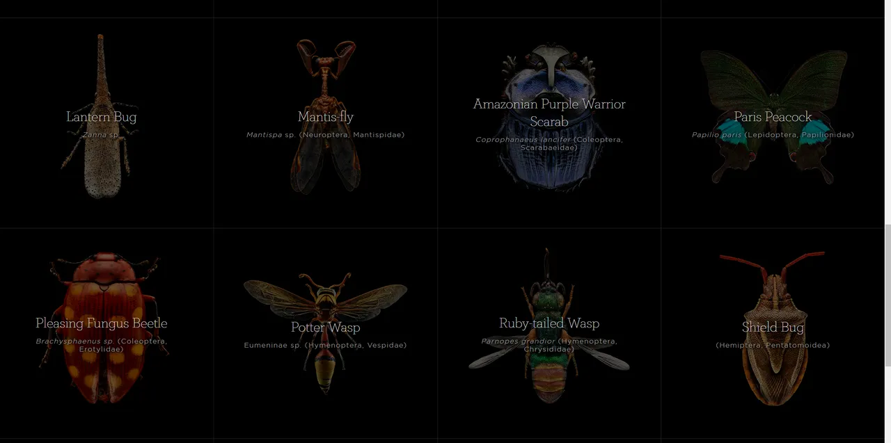 Amazing Microscope Pictures of Insects by Levon Bliss