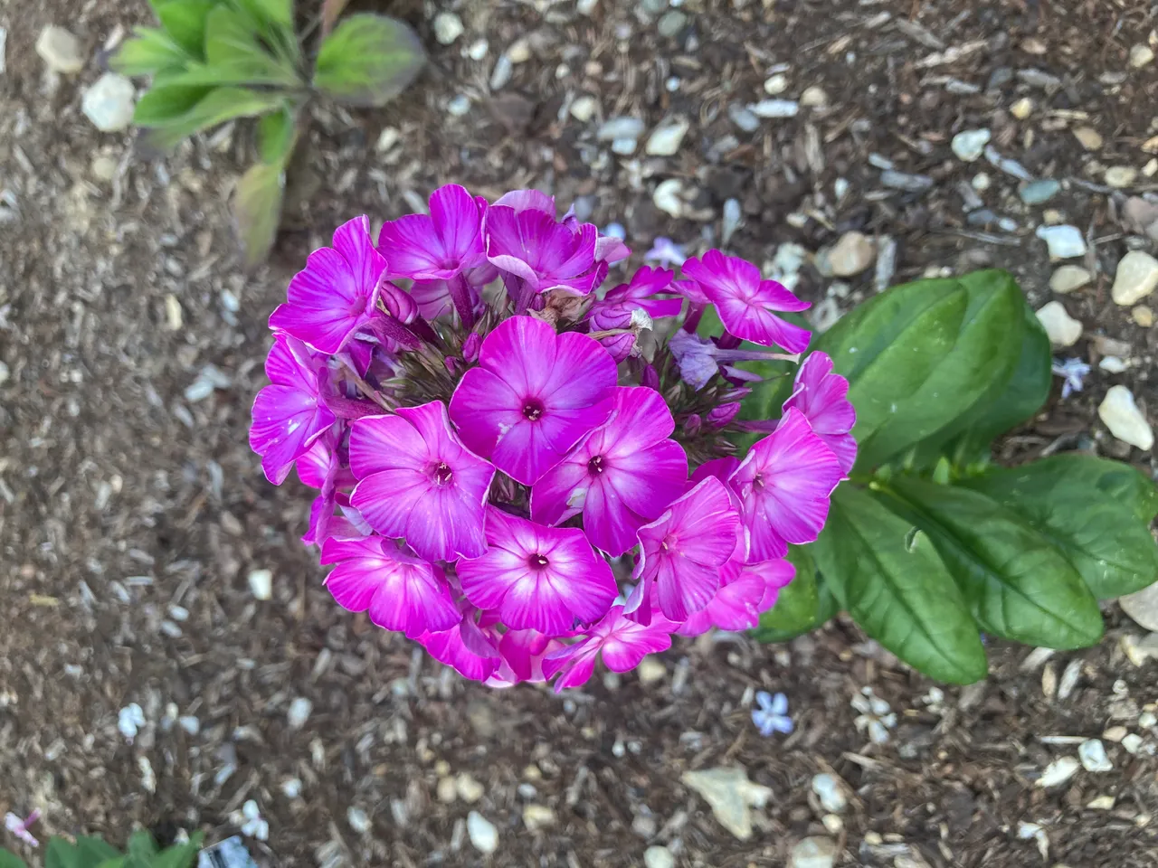 Phlox