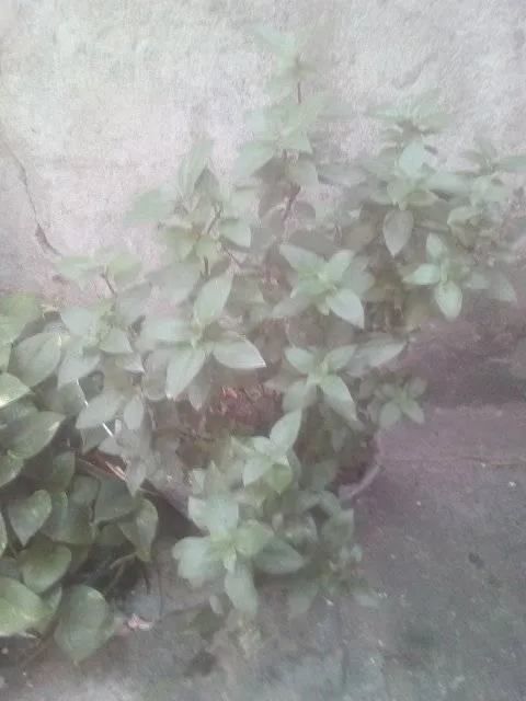 Beautiful Purple Basil. / Hermosa la Albahaca Morada.