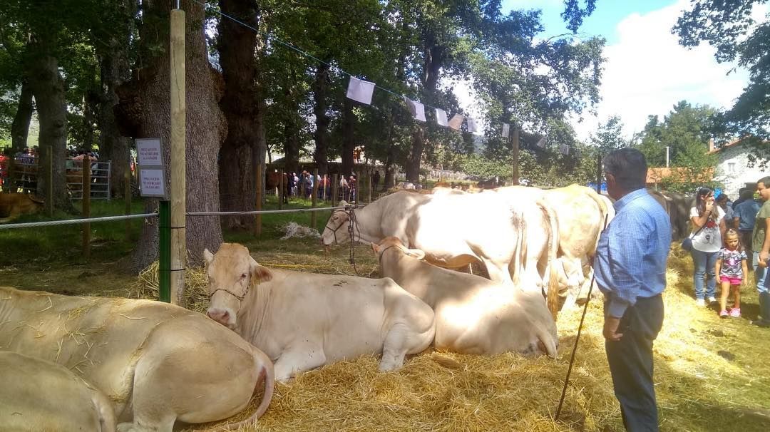 sapi2.jpg